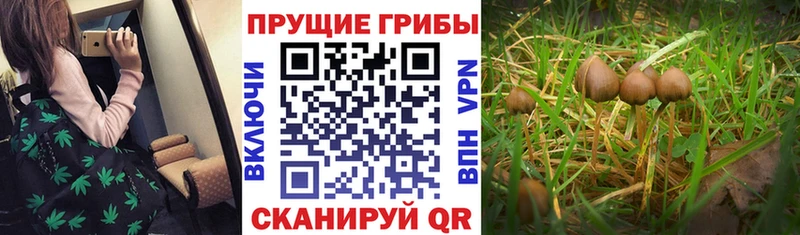 Псилоцибиновые грибы Psilocybe  как найти наркотики  Туймазы 